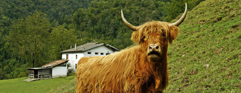 bovini di razza Highland Italia